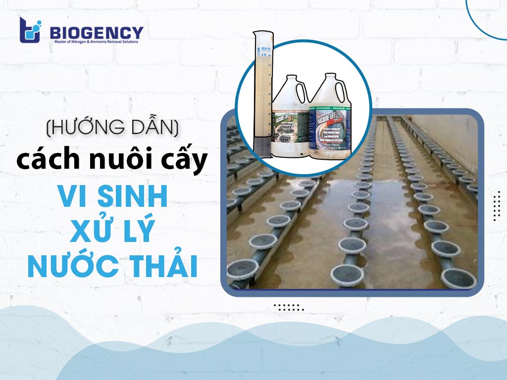 Cách nuôi cấy vi sinh