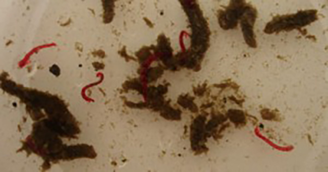 Giai đoạn ấu trùng của ruồi Midge – giun đỏ.