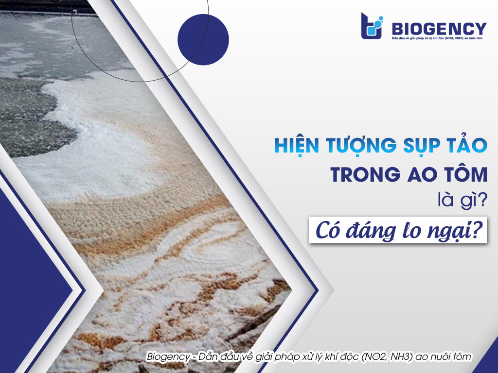 Hiện tượng sụp tảo trong ao tôm là gì? Có đáng lo ngại?