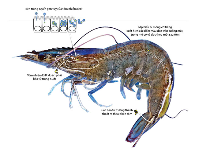 Hình ảnh mô tả tôm nhiễm EHP.