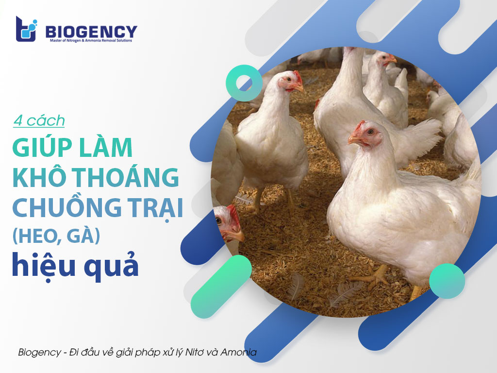 4 cách giúp làm khô thoáng chuồng trại (heo, gà) hiệu quả