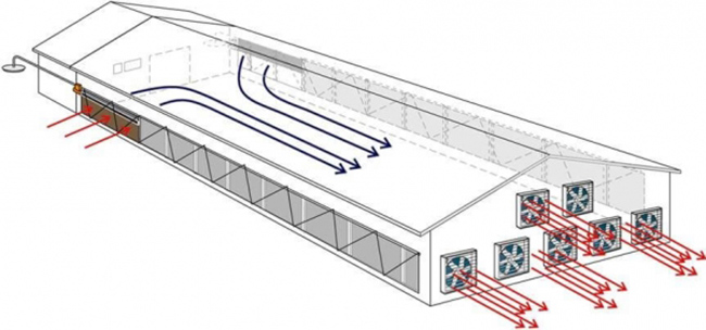 Lắp đặt hệ thống ống thông gió là cách giúp làm khô thoáng chuồng trại chăn nuôi hiệu quả.