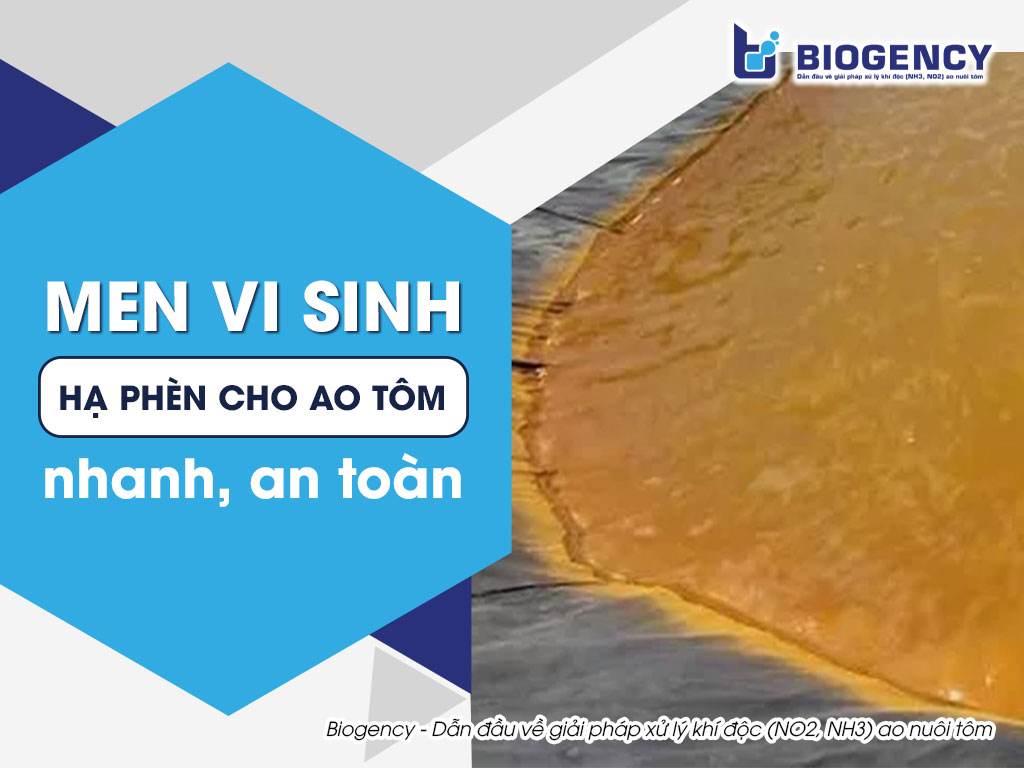 Men vi sinh hạ phèn cho ao tôm nhanh, an toàn