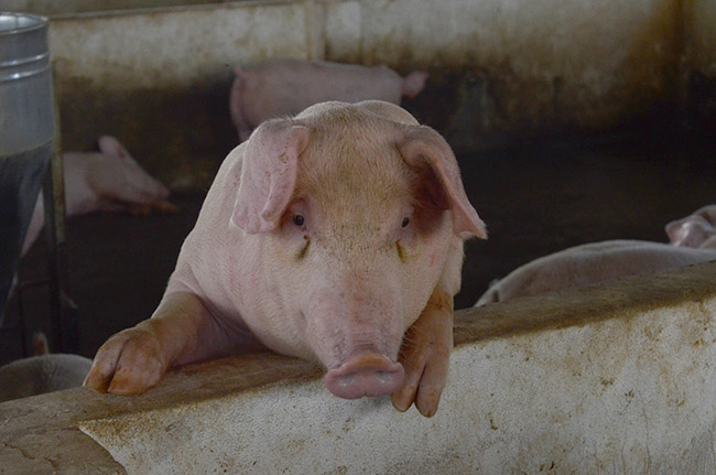 Mùi hôi phát sinh từ hoạt động chăn nuôi lợn nếu không được xử lý sẽ ảnh hưởng rất lớn đến môi trường và cư dân xung quanh trang trại.