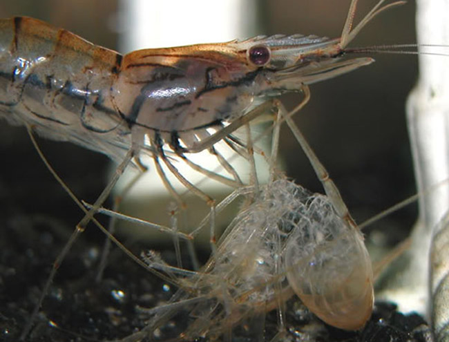 Nước ao nhiễm phèn khiến tôm khó lột vỏ.