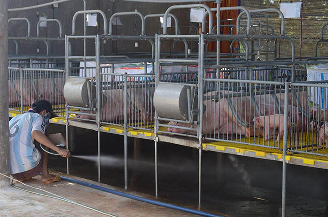 Nước thải chăn nuôi có nồng độ các chất ô nhiễm vượt nhiều lần so với quy chuẩn xả thải.