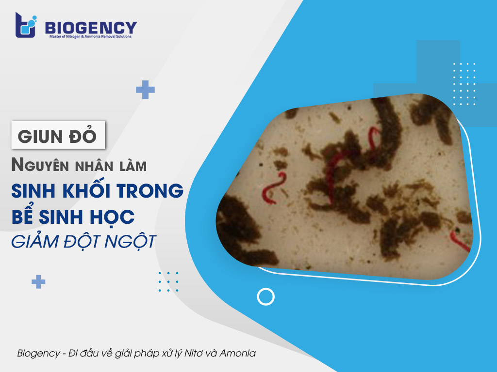 GIUN ĐỎ - Nguyên nhân làm sinh khối trong bể sinh học giảm đột ngột