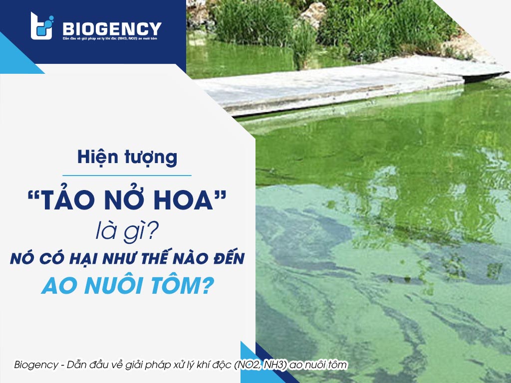 Hiện tượng “tảo nở hoa” là gì? Nó có hại như thế nào đến ao nuôi tôm?