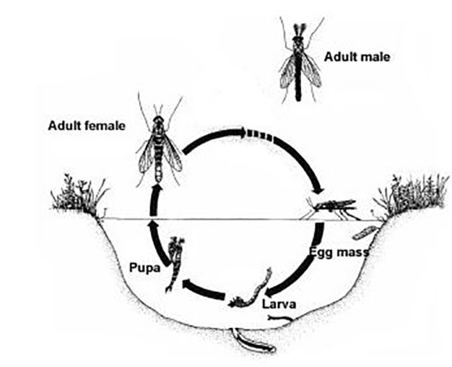 Vòng đời của ruồi Midge.
