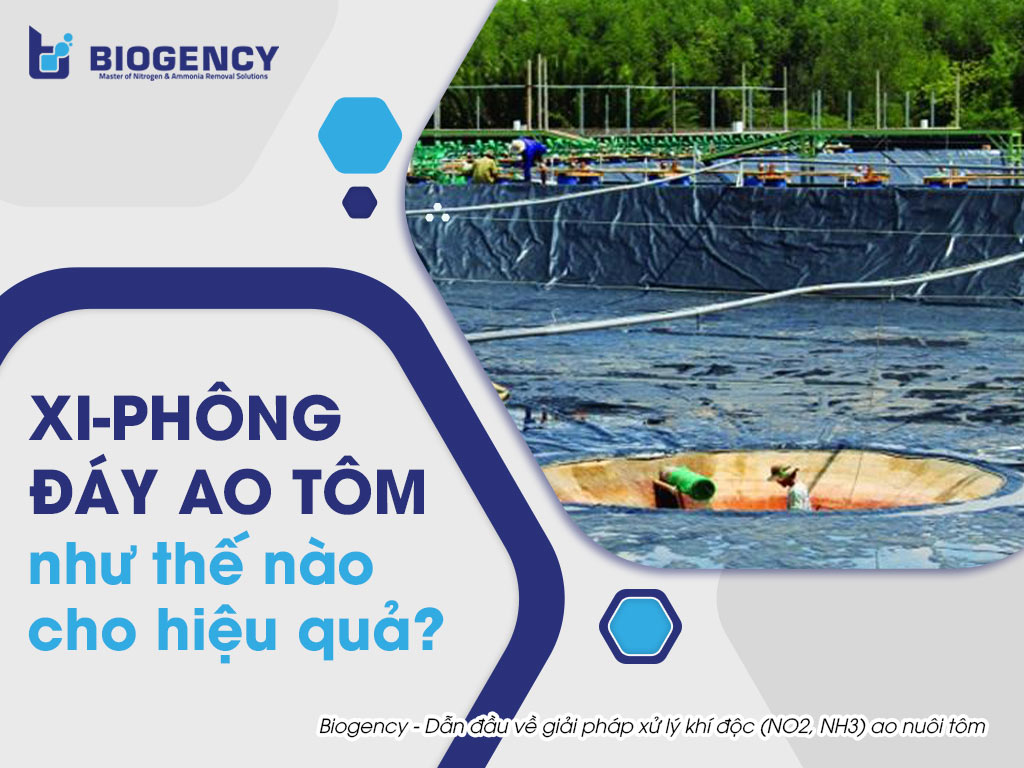 Xi-phông đáy ao tôm như thế nào cho hiệu quả?