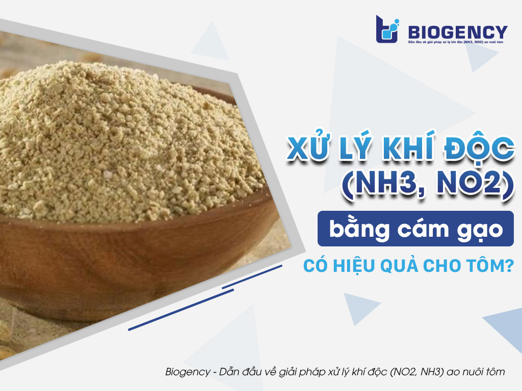 Xử lý khí độc (NH3, NO2) bằng cám gạo có hiệu quả cho tôm?