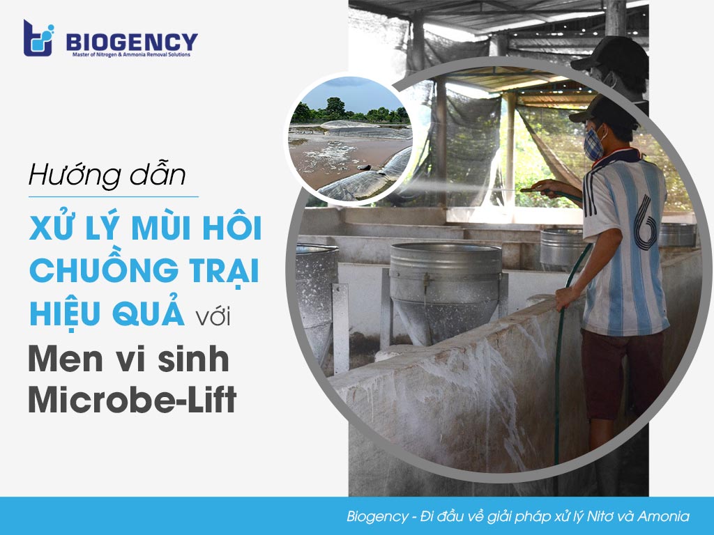 Hướng dẫn xử lý mùi hôi chuồng trại hiệu quả với Men vi sinh Microbe-Lift
