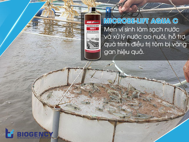 Thường xuyên kiểm tra để phát hiện các dấu hiệu tôm bị vàng gan và điều trị kịp thời.