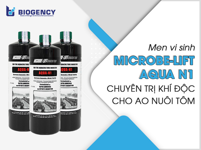Tôm nuôi ao đất bị khí độc xử lý như thế nào? Tôm nuôi ao đất bị khí độc xử lý như thế nào?