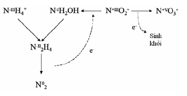 Sơ đồ quá trình Annamox.