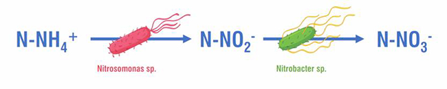 Sơ đồ của quá trình Nitrat hóa.