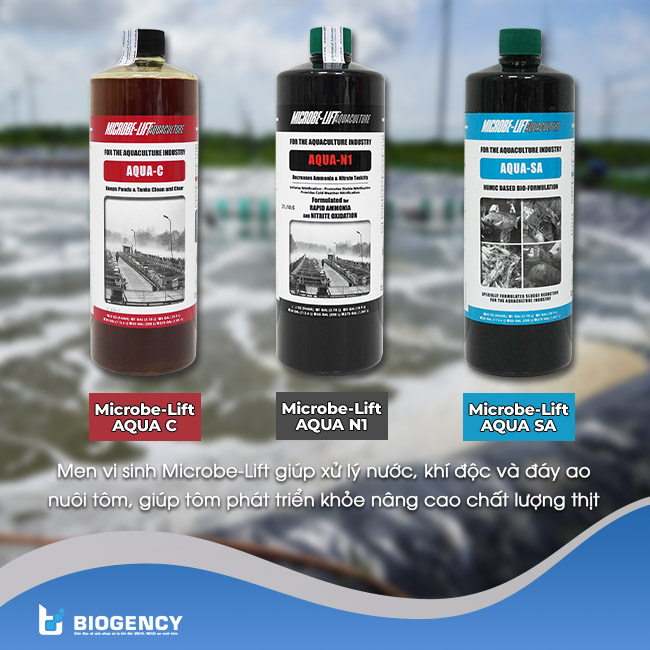 Men vi sinh Microbe-Lift giúp xử lý nước, khí độc và đáy ao nuôi tôm, giúp tôm phát triển khỏe nâng cao chất lượng thịt.