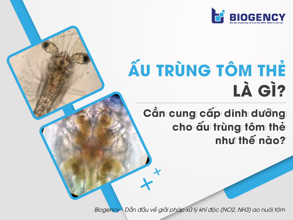 Ấu trùng tôm thẻ là gì? Cần cung cấp dinh dưỡng cho ấu trùng tôm thẻ như thế nào?