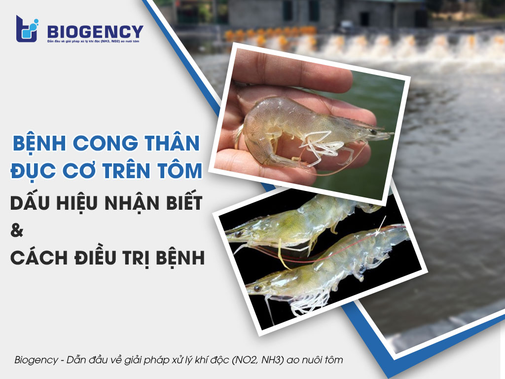 Bệnh cong thân đục cơ trên tôm. Dấu hiệu nhận biết và cách điều trị bệnh