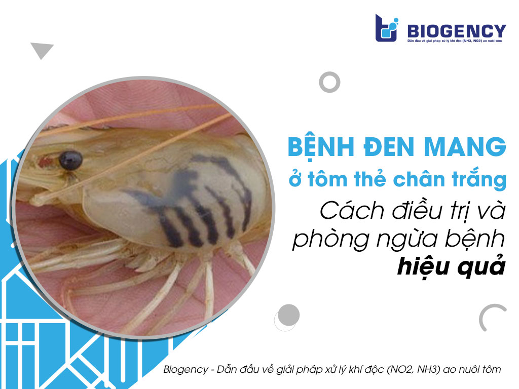 Bệnh đen mang ở tôm thẻ chân trắng. Cách điều trị và phòng ngừa bệnh hiệu quả