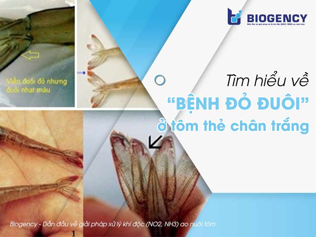 Tìm hiểu về “bệnh đỏ đuôi” ở tôm thẻ chân trắng