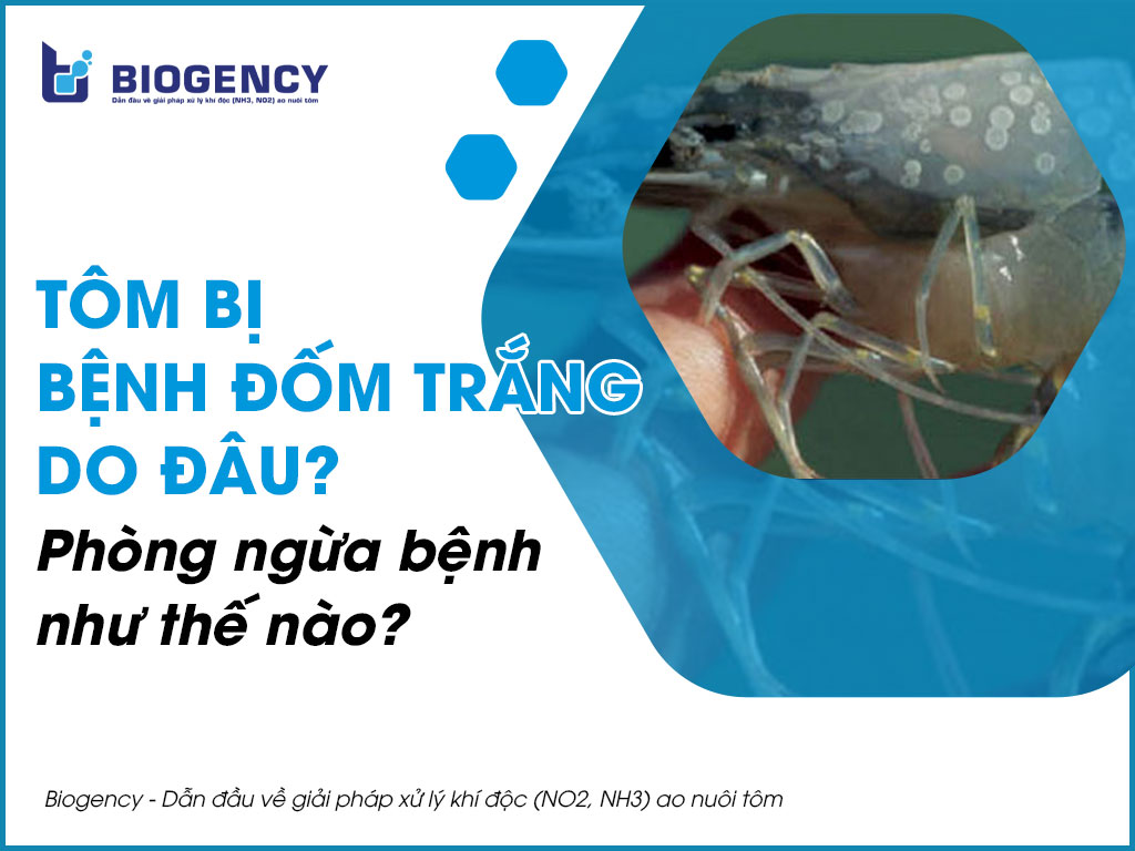 Tôm bị bệnh đốm trắng do đâu? Phòng ngừa bệnh như thế nào?
