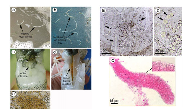 Bệnh phân trắng xảy ra là do tôm nhiễm ký sinh trùng Vermifrom và Gregarine.
