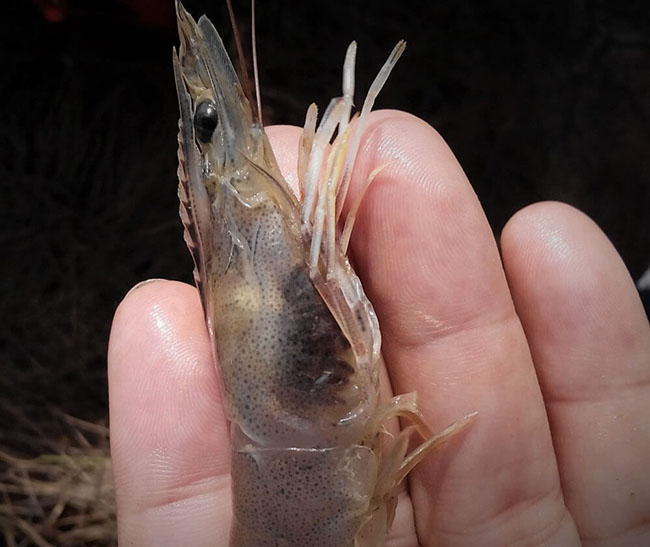 Các đốm đen xuất hiện trên mang tôm, dấu hiệu của tôm mắc bệnh đen mang.