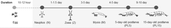Các giai đoạn phát triển của ấu trùng tôm thẻ.