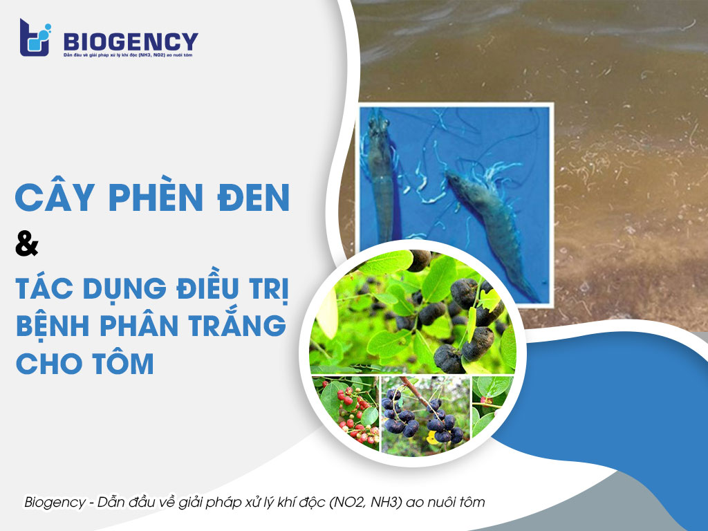 Cây phèn đen và tác dụng điều trị bệnh phân trắng cho tôm