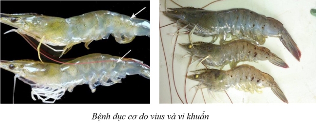 Dấu hiệu của tôm bị bệnh cong thân đục cơ.