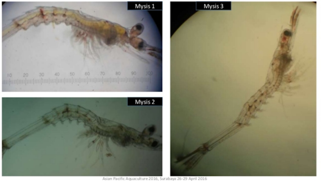 Giai đoạn ấu trùng Mysis.