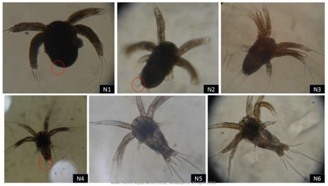 Giai đoạn ấu trùng Nauplius.