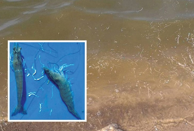 Hiện tượng tôm bị bệnh phân trắng trong ao nuôi