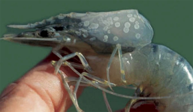 Hình ảnh tôm bị bệnh đốm trắng.