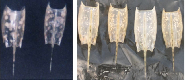 Hình ảnh vỏ đầu ngực tôm bị bệnh đốm trắng (ảnh chụp tại Quảng trị 04/2002 và Hải phòng vào T10/2003).