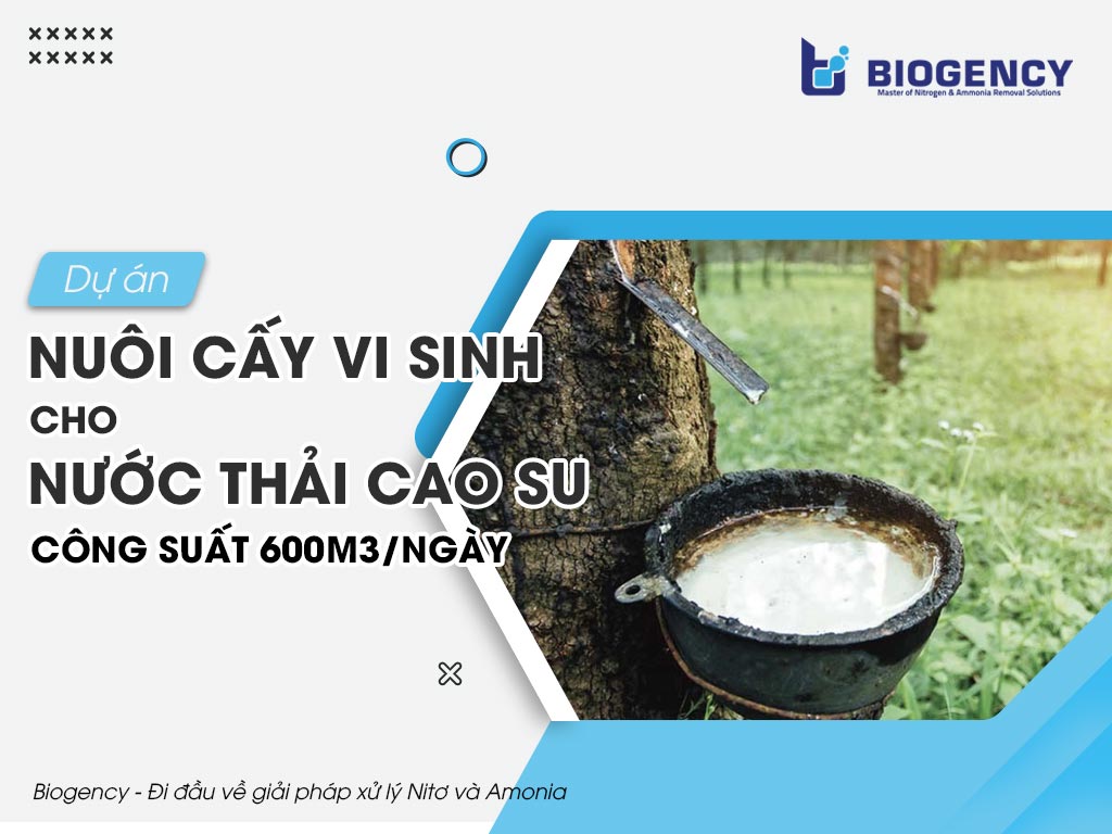 Dự án nuôi cấy vi sinh cho nước thải cao su, công suất 600m3/ngày