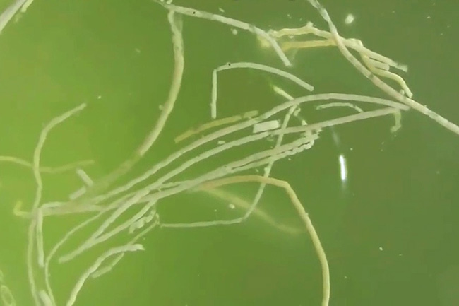 Phân trắng do tôm thải ra môi trường.