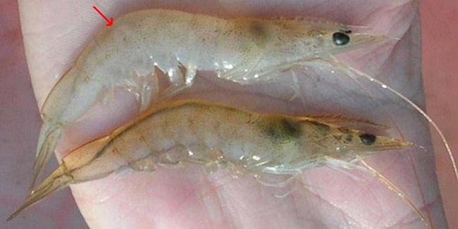 Quan sát các triệu chứng xảy ra ở đường ruột tôm để nhận biết bệnh viêm đường ruột cấp.