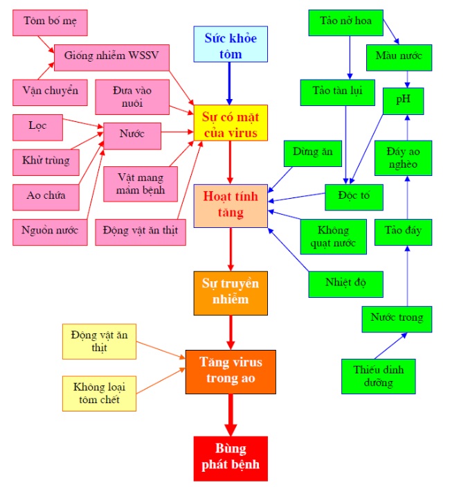 Sơ đồ nguyên nhân gây bệnh đốm trắng (WSSV) - Theo Bệnh học thuỷ sản, TS. Bùi Quang Tề.
