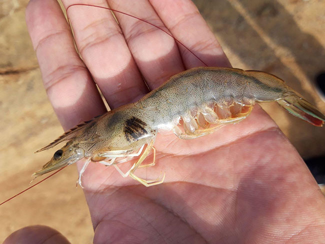 Tôm bị đen mang, các đốm đen xuất hiện đầy từ đầu tới đuôi tôm.