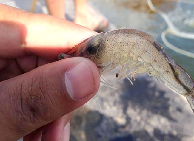 Tôm bị nhiễm bệnh viêm đường ruột cấp.