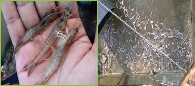 Tôm dễ bị cong thân đục cơ khi kéo nhá thức ăn lên vào thời tiết nắng nóng.