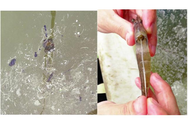 Tôm mắc bệnh phân trắng thường mềm, ốp vỏ.v