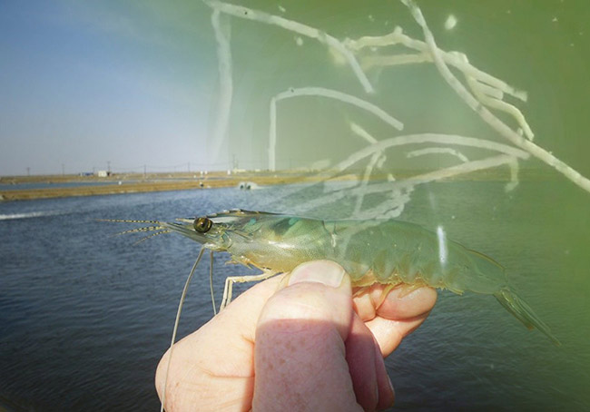 Tôm nhiễm bệnh phân trắng.