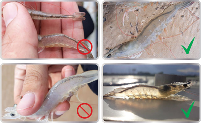 Tôm nhiễm ký sinh trùng đe dọa đến sự phát triển và năng suất cuối vụ.