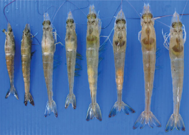 Tôm nhiễm ký sinh trùng EHP.