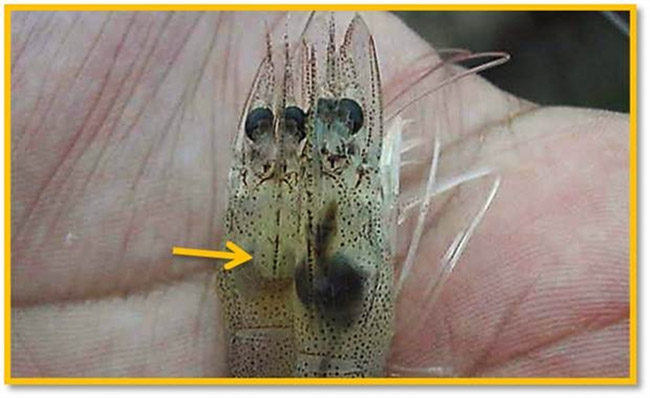 Tôm nhiễm ký sinh trùng Haplosporidian infections và Hepatopancreatic haplosporidiosis gây nên các bệnh về gan tụy.