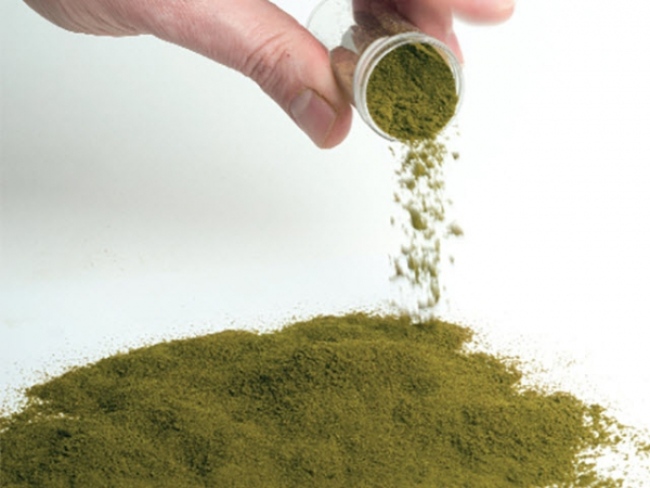 Vi tảo thức ăn cho ấu trùng tôm