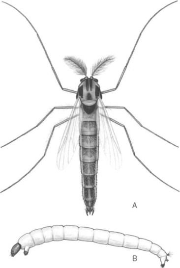 Cấu tạo cơ thể muỗi Midge trưởng thành và cơ thể giun đỏ (ấu trùng của muỗi Midge).